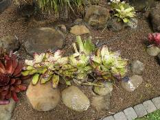 02_Hawaii_2 138.jpg (86435 bytes)